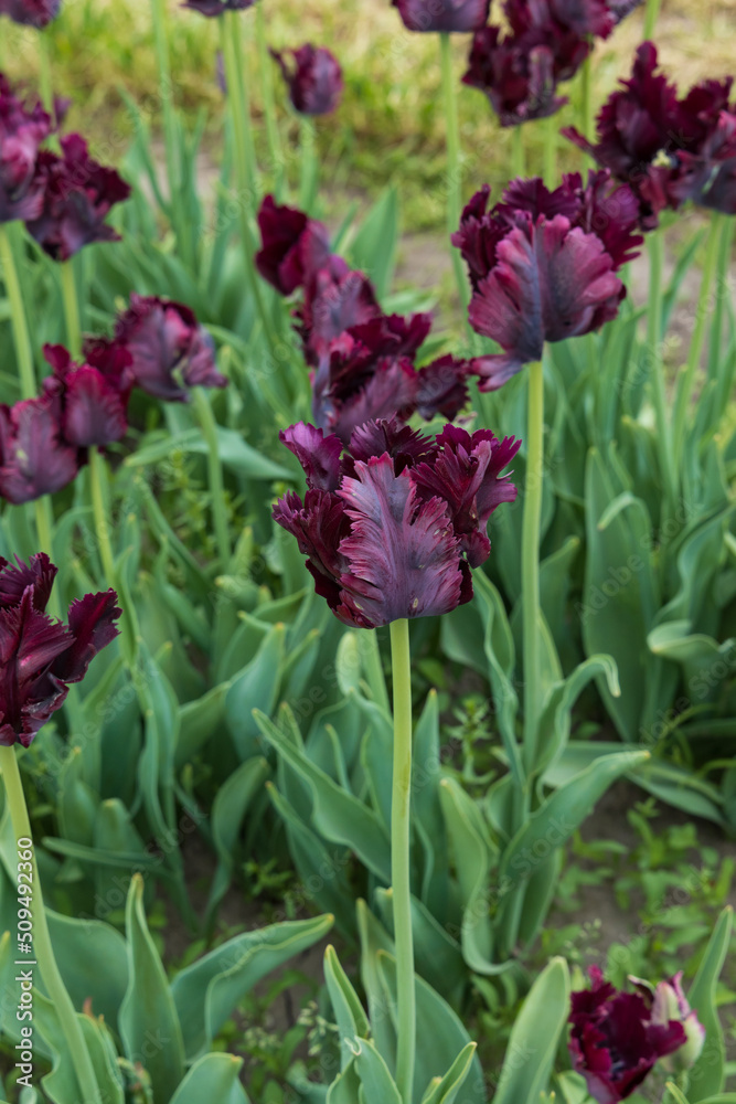 Obraz premium Dark purple tulips with fringed leaves in a field