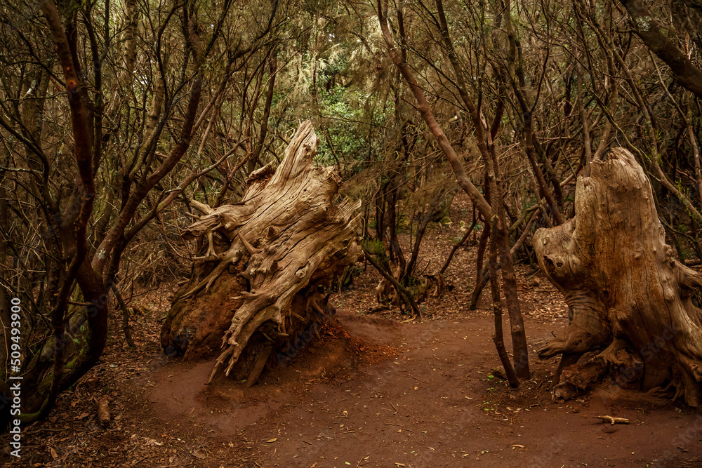 The big tree root on tropical Anga park forest, Tenerife.