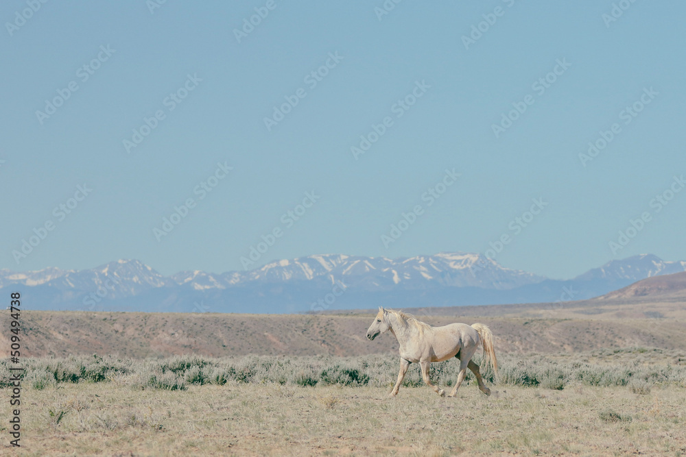 white horse in front of snow capped mountain