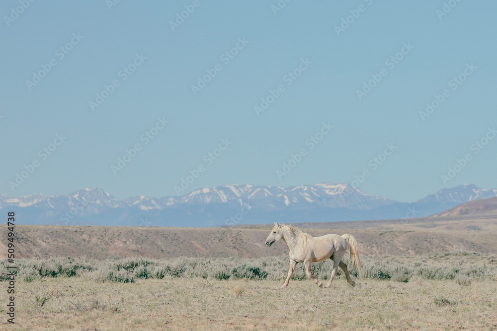 white horse in front of snow capped mountain white horse in front of snow capped mountain