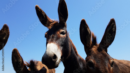 domestic donkeys look into the camera and walk along the road to the field in the village © Natalia