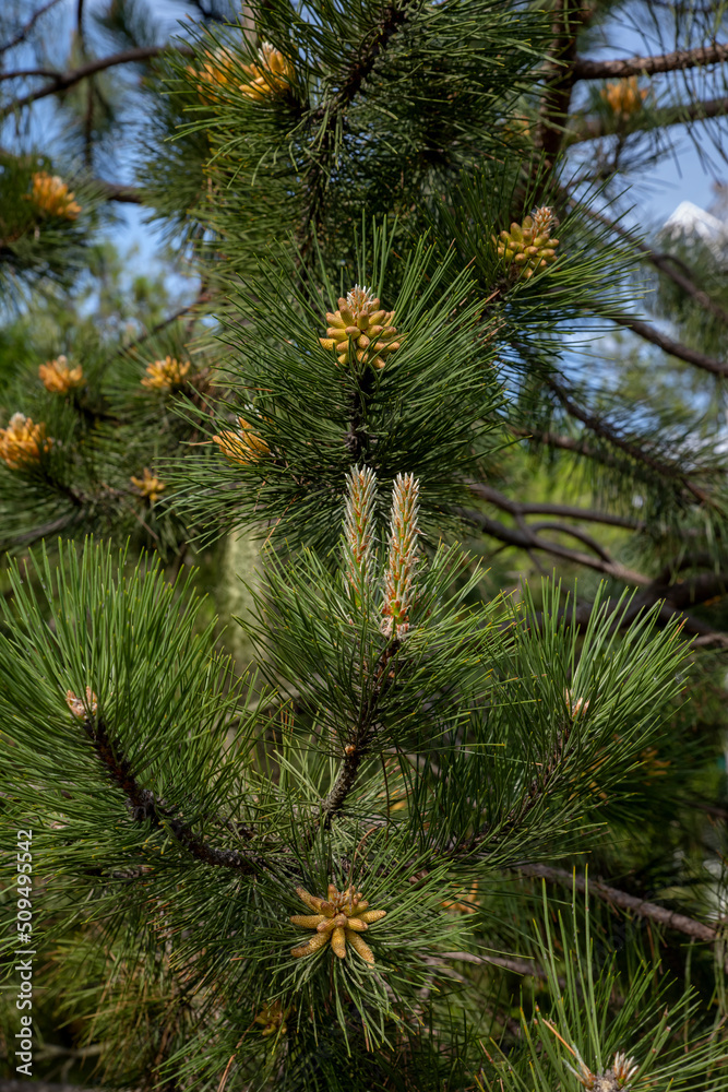 Pine branch with a young cone. Pine trees green background
