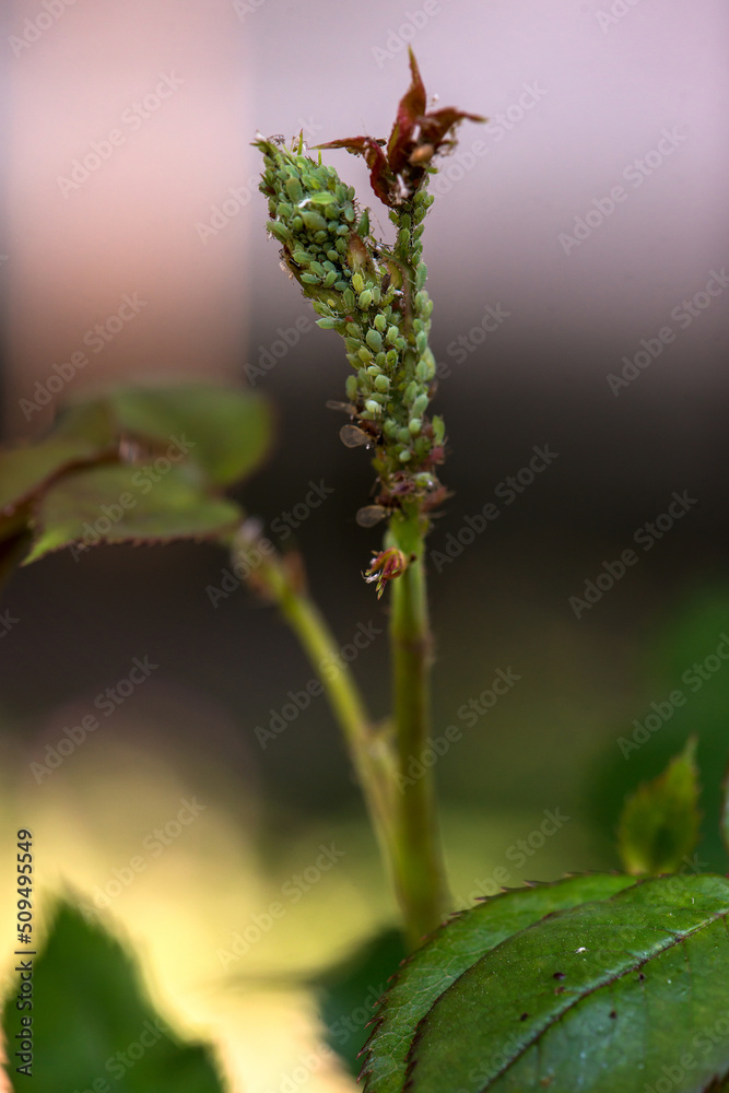 Rose bud with aphids. Rose bud with aphids.