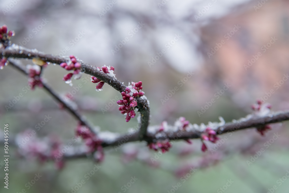 Spring buds and flowers covered in snow. Selective focus. Spring buds and flowers covered in snow. Selective focus.