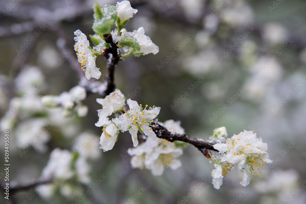 Spring buds and flowers covered in snow. Selective focus. Spring buds and flowers covered in snow. Selective focus.