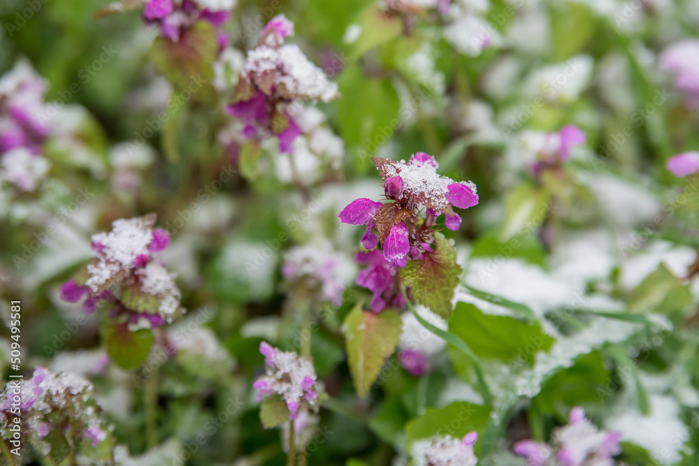 Spring buds and flowers covered in snow. Selective focus. Spring buds and flowers covered in snow. Selective focus.