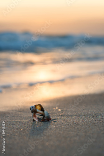 Wallpaper Mural Seashell on the sand at the beach Torontodigital.ca