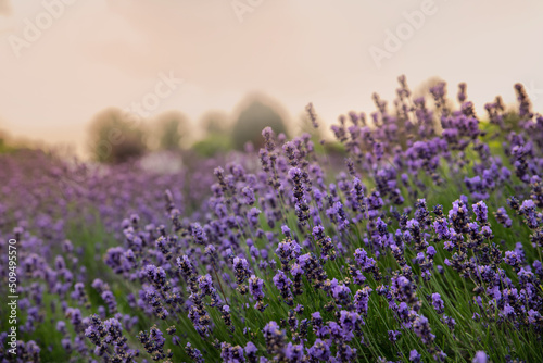 Lavender flower on nature background. Flower and gardening. Close-up, selective focus.