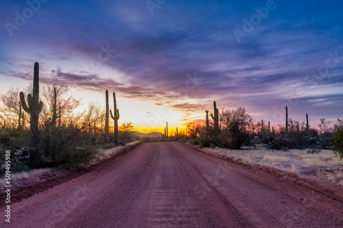 Dirt road leading through saguaro cacti at sunset. Southwest Arizona landscape.  photo