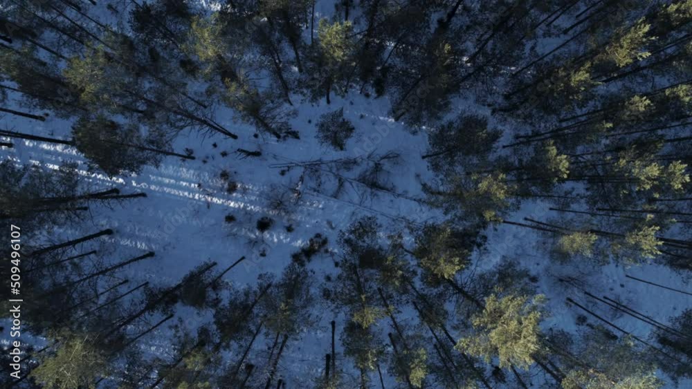 This is an aerial drone shot captured while flying up above pine trees forest in winter time. Top down view of the winter forest
4K (UHD) quality. Perfect for website background or animation project. This is an aerial drone shot captured while flying up above pine trees forest in winter time. Top down view of the winter forest
4K (UHD) quality. Perfect for website background or animation project.