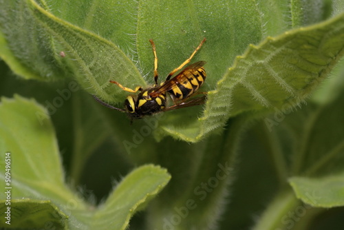 Wasp Sideways on Leaf © James Marfleet