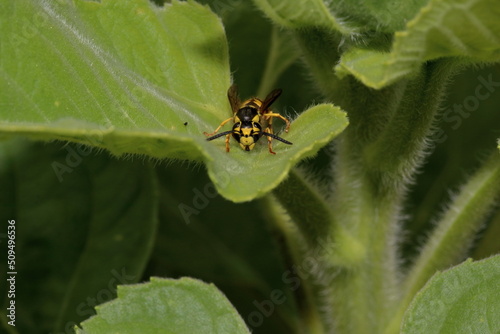 Front view of Yellowjacket 