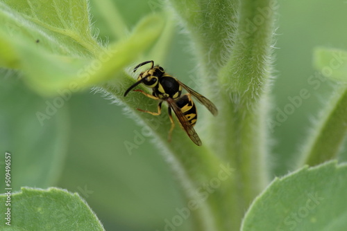 Yellowjacket on stem of sunflower leaf