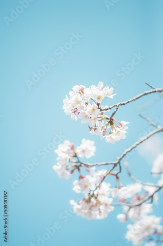桜 © 悠希人 南