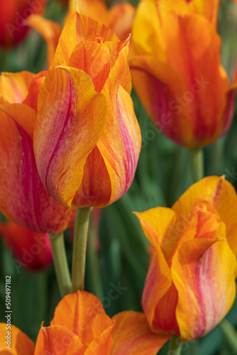 Orange and red tulips in a field