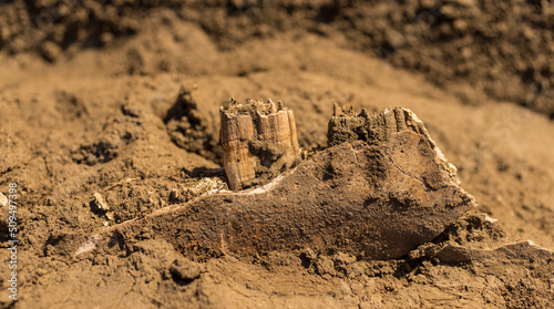 Excavation of Scythian graves. Ancient remains of an old horse. Millennial bones animal.