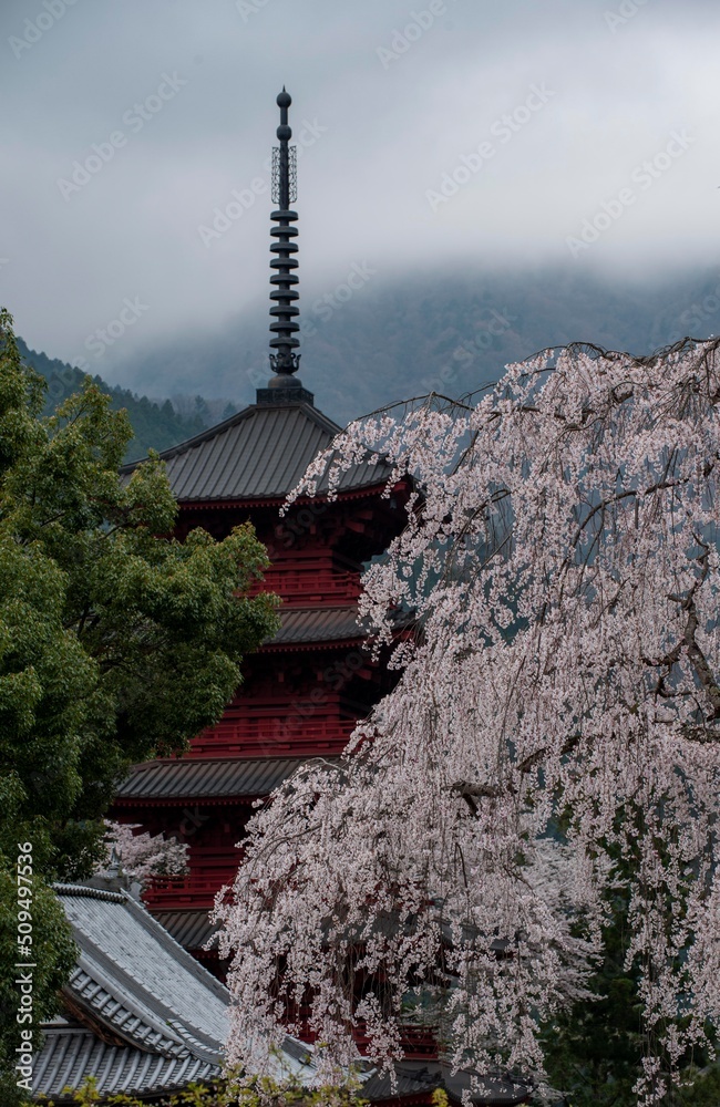 雨に濡れた枝垂れ桜