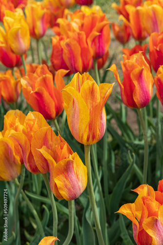 Orange and red tulips in a field
