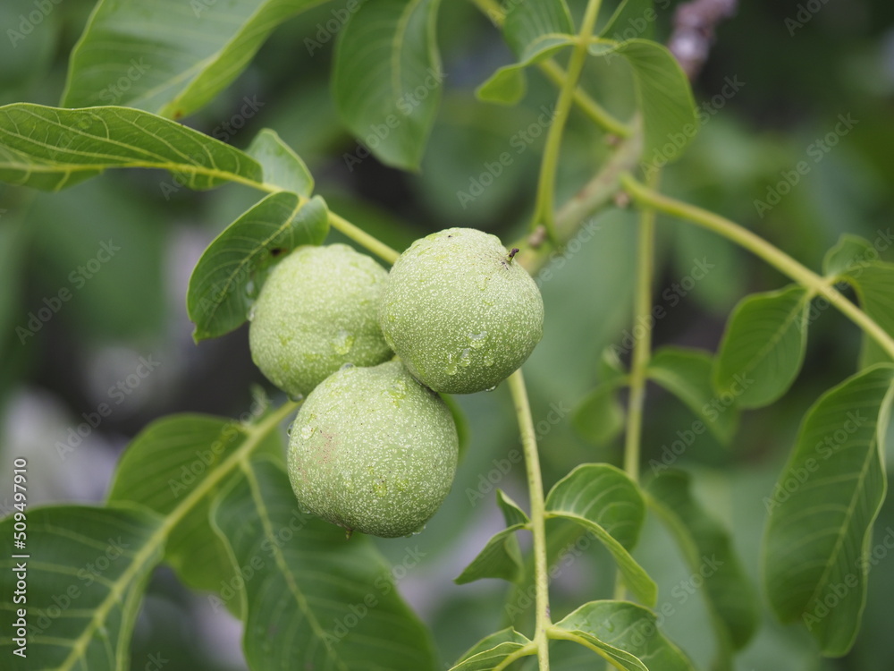 Tokyo,Japan - June 8, 2022: Young nuts of Juglans ailantifolia or Japanese walnut or Onigurumi on a tree
