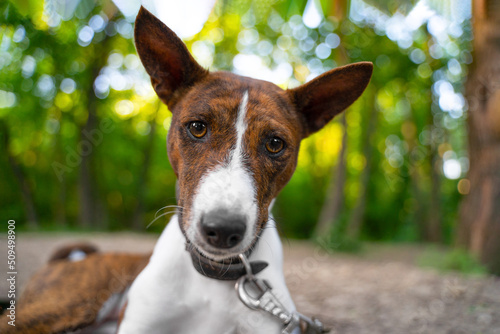 Portrait of a cute bassenji brindle dog with collar and on leash, who lies with a sad look on the ground in the park during a walk, front view, trees on blurred background