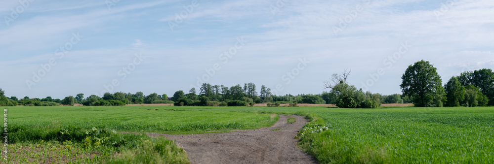 Obraz na płótnie droga na środku łąki, krajobraz w rejonie zachodniej polski zielone drzewa błękitne niebo w salonie