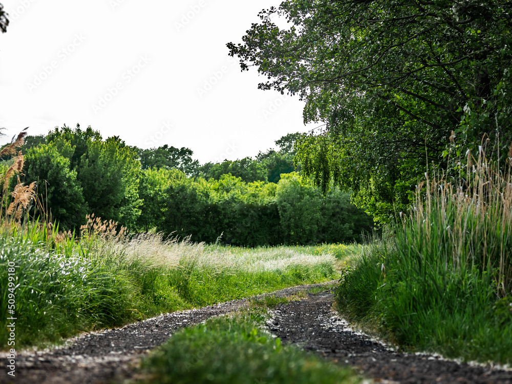 Obraz na płótnie droga na środku łąki, krajobraz w rejonie zachodniej polski zielone drzewa błękitne niebo w salonie