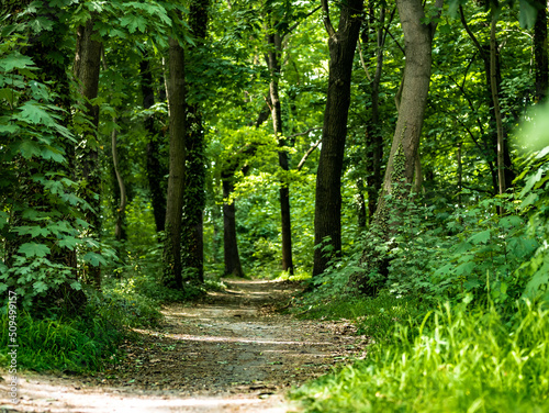 polna ścieżka w środku lasu wokół drzew zielone otoczenie ziemny klimatyczny lasek