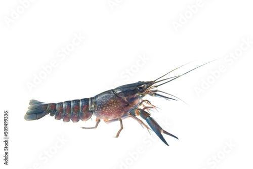 Blue crayfish, Fresh water Lobster. red claw crayfish alive or fash water lobster alive set on isolate white background photo