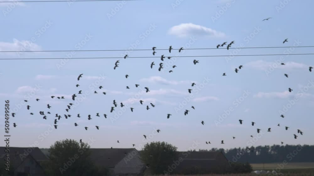Handheld b-roll out the window view of farm fields with a flock of black birds in flight Handheld b-roll out the window view of farm fields with a flock of black birds in flight