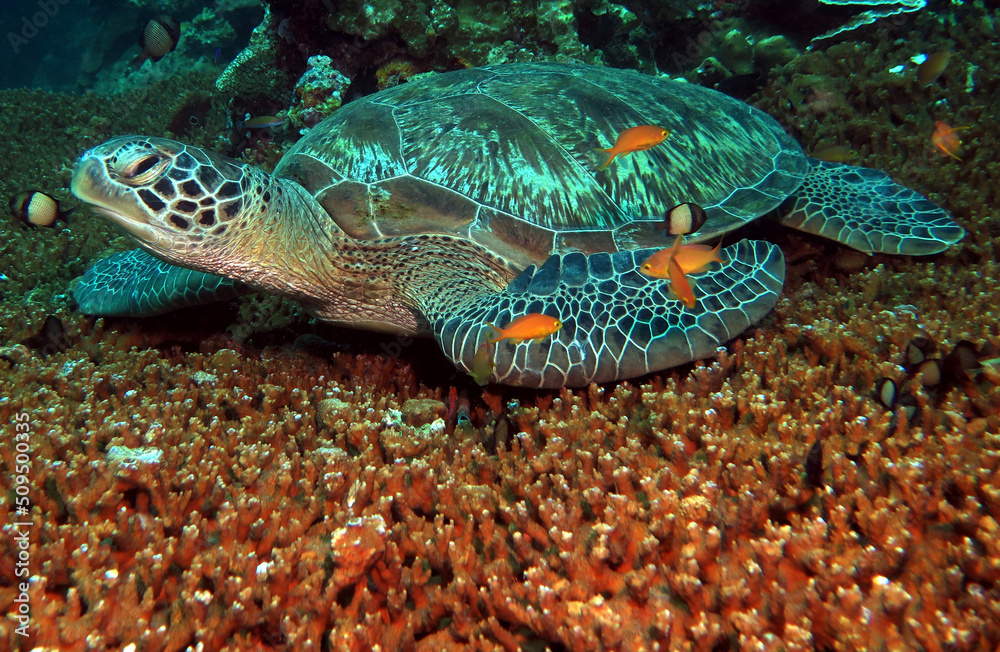A Green turtle resting on a table coral Cebu Philippines A Green turtle resting on a table coral Cebu Philippines