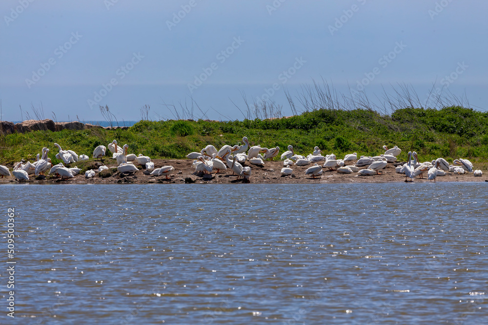 The flock of American white pelicans (Pelecanus erythrorhynchos)  resting on a shore of lake Michigan.