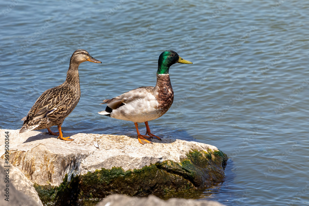 a pair of Mallards - wild ducks on the shores of Lake Michigan.
The Drake changing feathers a pair of Mallards - wild ducks on the shores of Lake Michigan.
The Drake changing feathers
