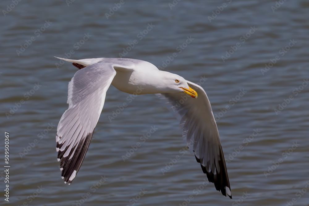 The Herring gull (Larus argentatus) in flight The Herring gull (Larus argentatus) in flight