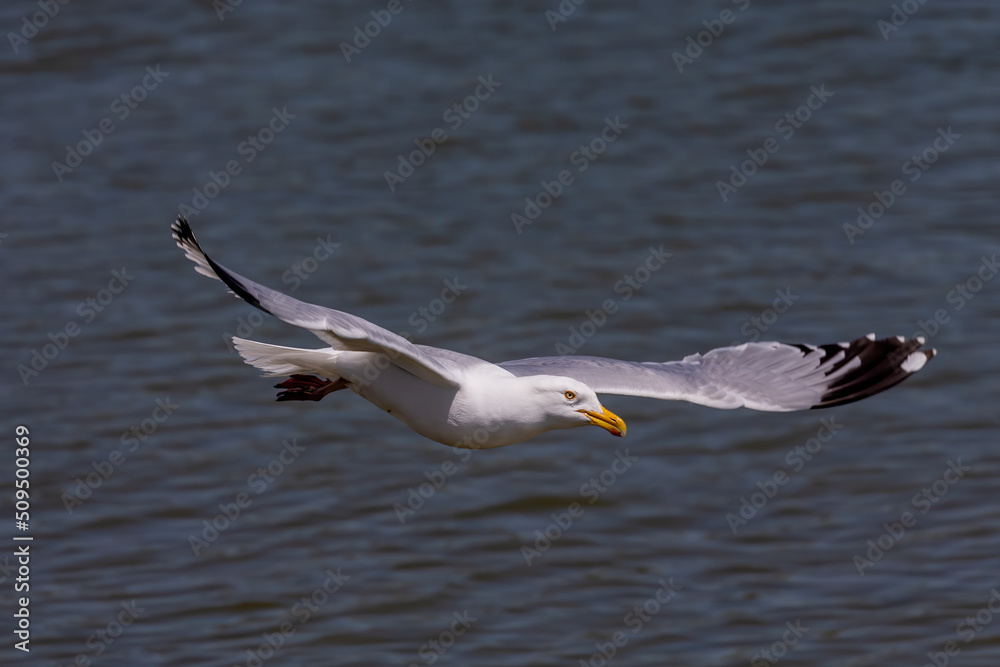 The Herring gull (Larus argentatus) in flight The Herring gull (Larus argentatus) in flight