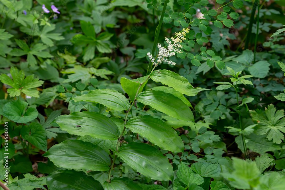 The false Solomon's seal (Maianthemum racemosum) known as treacleberry,fake lily of the valley, fake Solomon's seal, Solomon's plume or fake point,
a species of flowering plant native to North America The false Solomon's seal (Maianthemum racemosum) known as treacleberry,fake lily of the valley, fake Solomon's seal, Solomon's plume or fake point,
a species of flowering plant native to North America