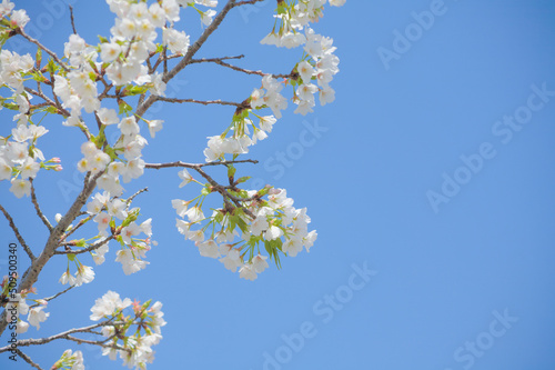 青空を背景に桜の花をクローズアップ 