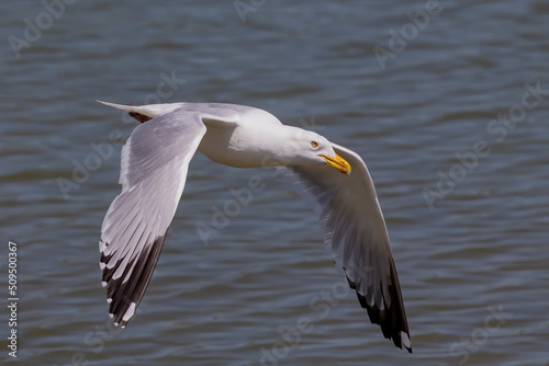 The Herring gull (Larus argentatus) in flight photo
