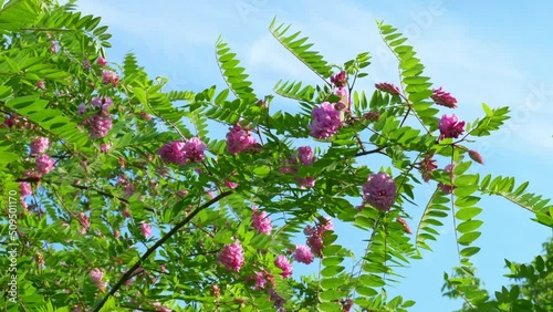 flowers in the garden. Acacia flowers blooming on branches.  Pink and violet acacia. Acacia tree leaves. Summer pink background, green and blue sky gradient. Beautifull bloom flowers. 4K in the sky