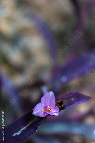 Flor color lila con gotas de lluvia sobre un fondo desenfocado