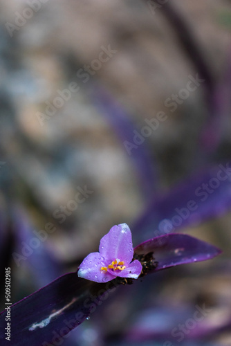 Flor color lila con gotas de lluvia sobre un fondo desenfocado