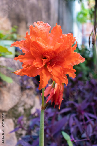 Flor lirio anaranjada con fondo desenfocado 