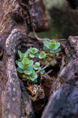 Plantas suculentas en medio de un tronco seco