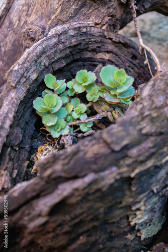 Plantas suculentas en medio de un tronco seco © JaribUzziel