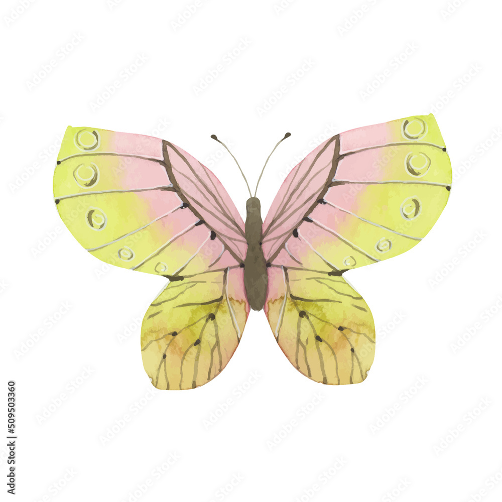 beautiful butterfly watercolor illustration beautiful butterfly watercolor illustration