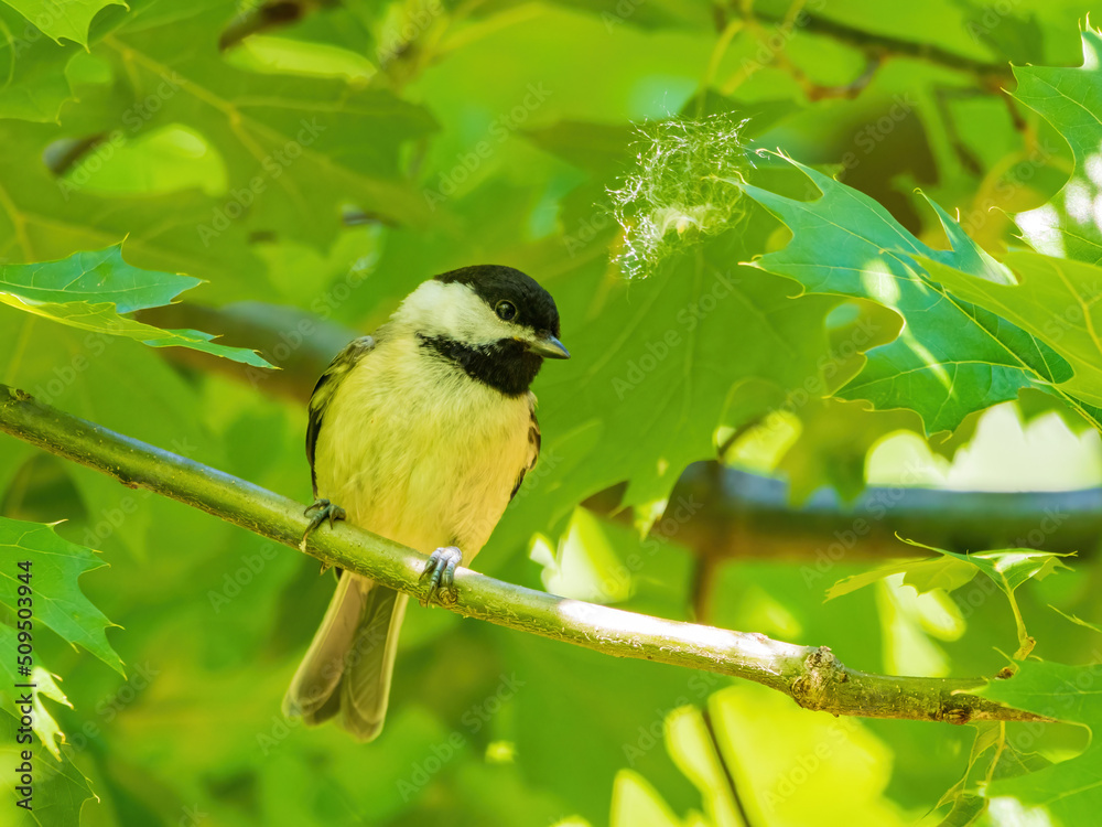 Fototapeta premium Close up shot of Black-capped chickadee