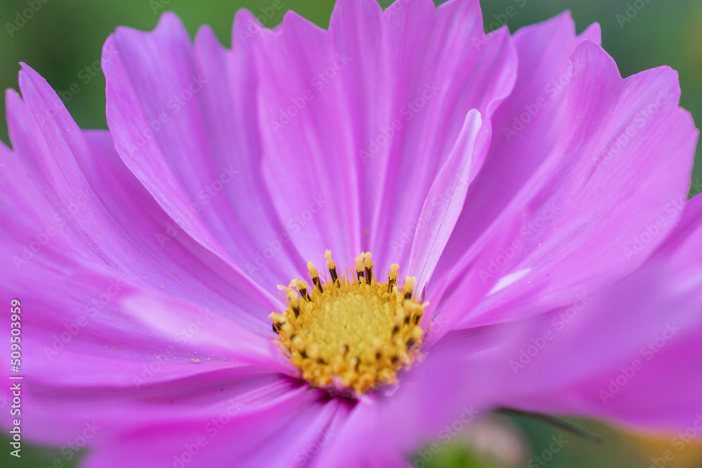 a close-up photo of a beautiful pink cosmea flower. selective focus. desktop photos, postcards a close-up photo of a beautiful pink cosmea flower. selective focus. desktop photos, postcards
