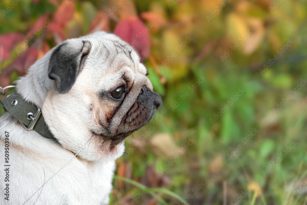 a cute pug among the autumn foliage is sitting on a walk. side view, close-up