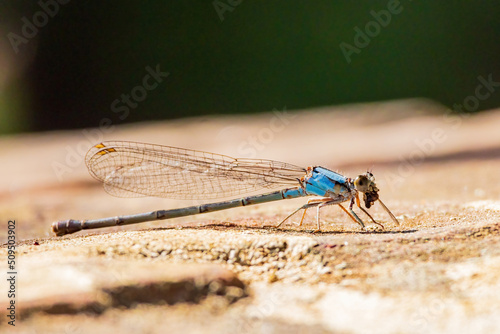 Close up shot of Powdered dancer Dameselfly eating insect photo