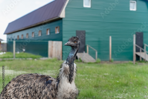 portrait of an emu ostrich on a farm in a pen