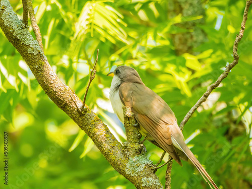 Close up shot of Yellow-billed cuckoo photo